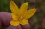 Citron zephyrlily